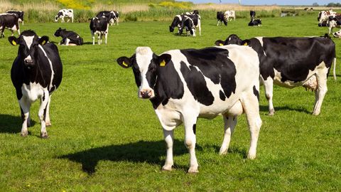 La rencontre entre bovins pâturants et parasites internes est inévitable. Il s'agit d'adopter les meilleures stratégies pour que celle-ci serve la mise en place de l’immunité et puisse ensuite avoir lieu sans dommage pour les animaux.