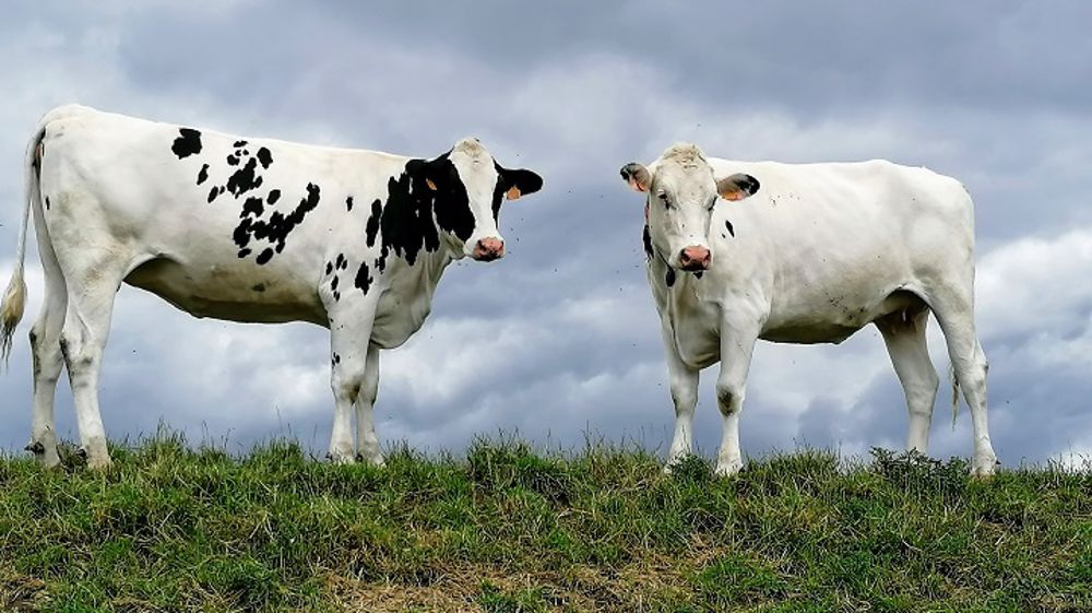 C'est sur le pré‐troupeau que l’arbitrage entre vermifuger et laisser l'immunité se développer est le plus important.