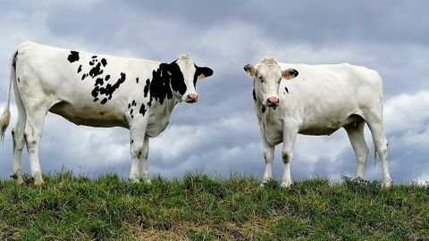 C'est sur le pré‐troupeau que l’arbitrage entre vermifuger et laisser l'immunité se développer est le plus important.