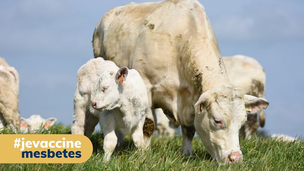 Vacciner son veau, c’est préserver son revenu !