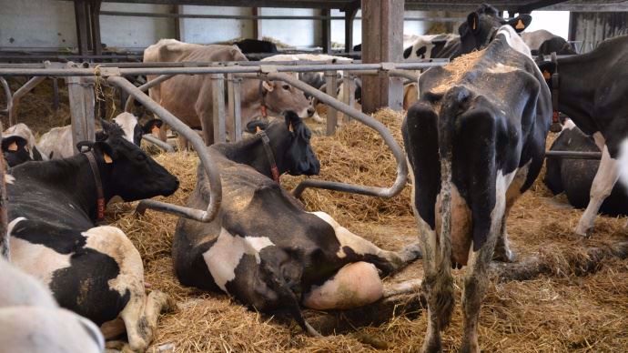 arir une vache avec une production laitière élevée, augmente considérablement les risques d’infection après le tarissement