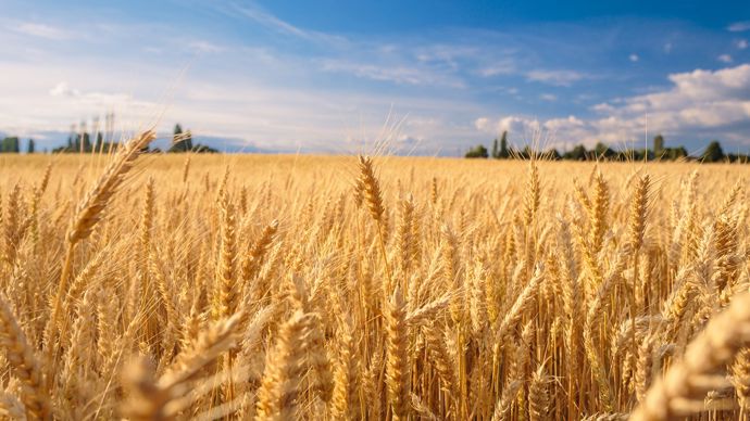 The Weather Market: Grain Prices Soar Amid Drought in the United States