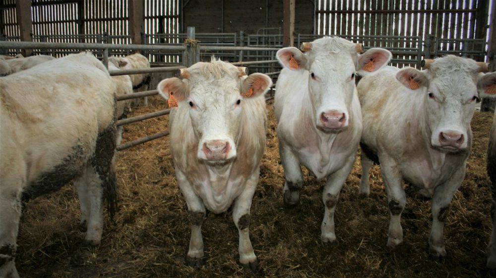 Début 2023, les exportations françaises vers l'Espagne étaient en baisse par rapport à 2022 pour les broutards de moins de 300 kg, mais en hausse pour ceux de plus de 300 kg.