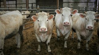 Début 2023, les exportations françaises vers l'Espagne étaient en baisse par rapport à 2022 pour les broutards de moins de 300 kg, mais en hausse pour ceux de plus de 300 kg.