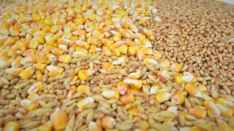 D'un mois sur l'autre, le CIC abaisse son estimation de production pour le maïs et réhausse celle de blé pour la campagne 2023/24. D'un mois sur l'autre, le CIC abaisse son estimation de production pour le maïs et réhausse celle de blé pour la campagne 2023/24.