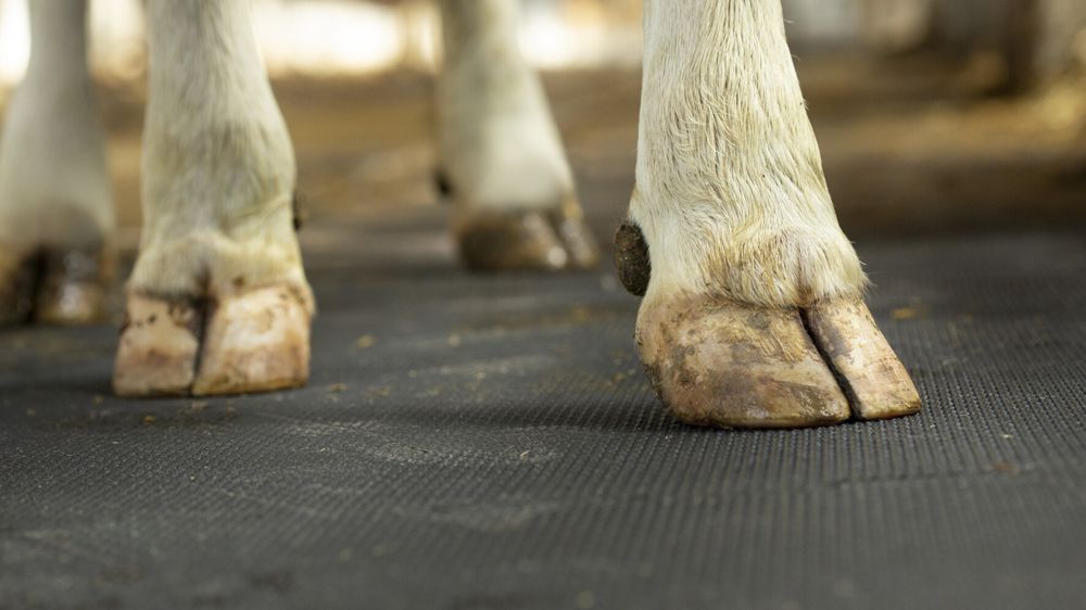 Au-delà des logettes, il peut être intéressant d'installer des tapis dans les couloirs de circulation des vaches.
