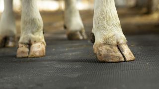 Au-delà des logettes, il peut être intéressant d'installer des tapis dans les couloirs de circulation des vaches. Au-delà des logettes, il peut être intéressant d'installer des tapis dans les couloirs de circulation des vaches.