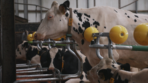 Sans barre au garrot, les vaches peuvent bouger leur tête librement de haut en bas, de droite à gauche, sans aucune limitation. Sans barre au garrot, les vaches peuvent bouger leur tête librement de haut en bas, de droite à gauche, sans aucune limitation.