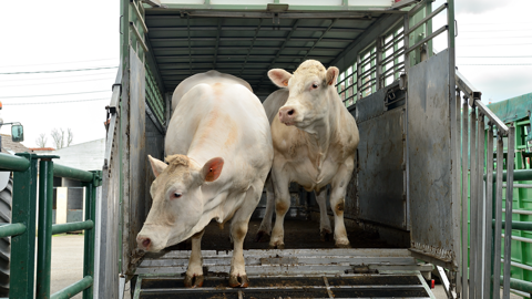 Un quart des abattoirs français ont disparu entre 2010 et 2015. Un quart des abattoirs français ont disparu entre 2010 et 2015.