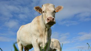 Malgré la hausse enregistrée en 2022, les revenus des éleveurs de bovins allaitants restent faibles.