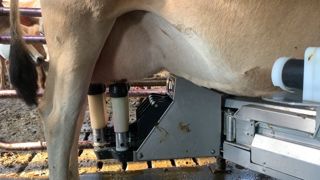 Comme chaque année, la Jersiaise explose les scores de taux : 55,9 g/kg de TB et 38,8 g/kg de TP pour une production à 336 jours de lactation moyenne qui s'élève à 5 237 kg de lait. Comme chaque année, la Jersiaise explose les scores de taux : 55,9 g/kg de TB et 38,8 g/kg de TP pour une production à 336 jours de lactation moyenne qui s'élève à 5 237 kg de lait.