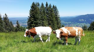 Avec la baisse du prix lait, les coûts de production des éleveurs allemands ne sont plus couverts. Avec la baisse du prix lait, les coûts de production des éleveurs allemands ne sont plus couverts.