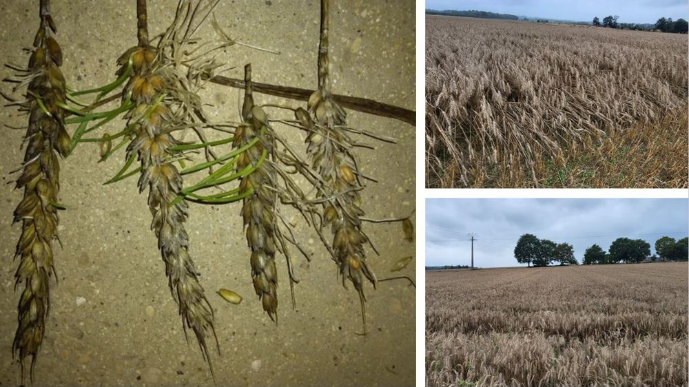 Grains germés ou pourris : sur les réseaux sociaux, certains agriculteurs ne peuvent que constater les dégâts causés par les pluies des derniers jours sur les parcelles qu'ils n'ont pas pu moissonner à temps.