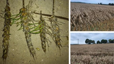 Grains germés ou pourris : sur les réseaux sociaux, certains agriculteurs ne peuvent que constater les dégâts causés par les pluies des derniers jours sur les parcelles qu'ils n'ont pas pu moissonner à temps. Grains germés ou pourris : sur les réseaux sociaux, certains agriculteurs ne peuvent que constater les dégâts causés par les pluies des derniers jours sur les parcelles qu'ils n'ont pas pu moissonner à temps.