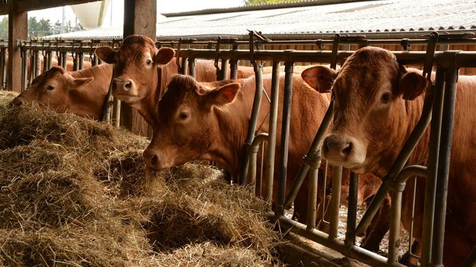 La consommation mondiale de viande bovine pourrait atteindre les 77 Mt en 2032, contre 70,5 Mt actuellement.