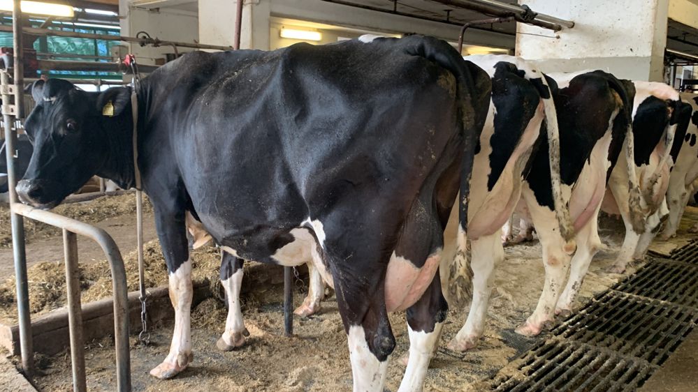 En Slovénie : des vaches laitières hautes productrices en étable entravée
