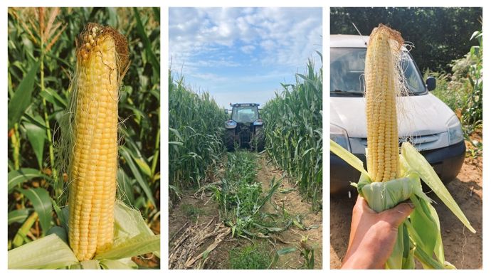 Les maïs ont profité des pluies des dernières semaines.