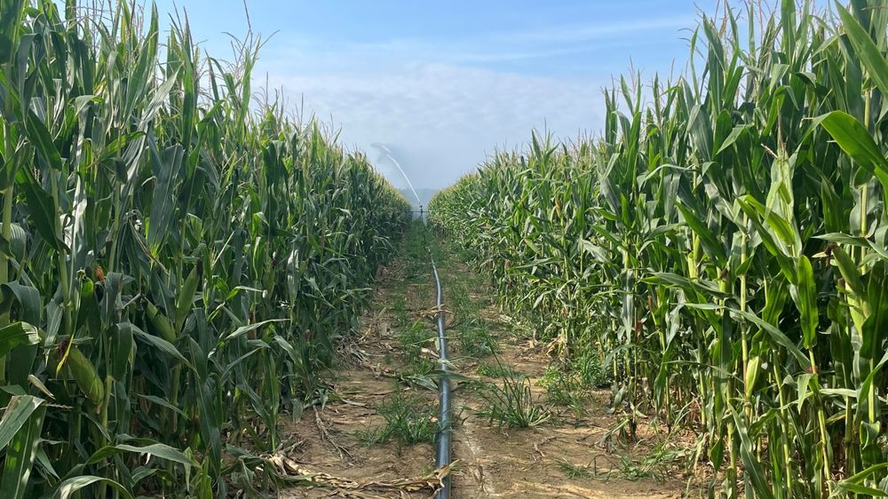 Emmanuel Sagot  est beaucoup plus serein que l'an dernier, quand la sécheresse a conduit à limiter l'irrigation de son maïs.