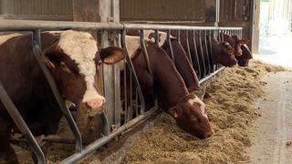 Mettre en place une ration estivale pour l'engraissement peut être une solution pour passer sereinement les coups de chaud. Mettre en place une ration estivale pour l'engraissement peut être une solution pour passer sereinement les coups de chaud.