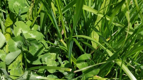 Le méteil fourrager trouve tout son sens dans les parcelles à faible potentiel où le rendement de maïs serait faible et aléatoire. Le méteil fourrager trouve tout son sens dans les parcelles à faible potentiel où le rendement de maïs serait faible et aléatoire.