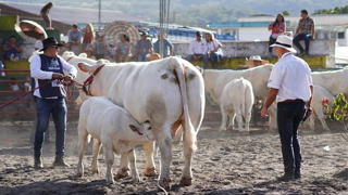 Concours National Charolais de Macas 2023 en Equateur, jugé par Michel Baudot. Concours National Charolais de Macas 2023 en Equateur, jugé par Michel Baudot.