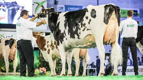 Le titre de grande championne Holstein revient à Paisley Feuteun Sané (fille de Chief Stan sur Windbrook), une vache en deuxième lactation. Le titre de grande championne Holstein revient à Paisley Feuteun Sané (fille de Chief Stan sur Windbrook), une vache en deuxième lactation.