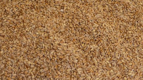 L'USDA a réduit de 6 millions de tonnes ses prévisions de récolte, estimant la production mondiale de blé à 787 millions de tonnes pour la campagne 2023-24. L'USDA a réduit de 6 millions de tonnes ses prévisions de récolte, estimant la production mondiale de blé à 787 millions de tonnes pour la campagne 2023-24.