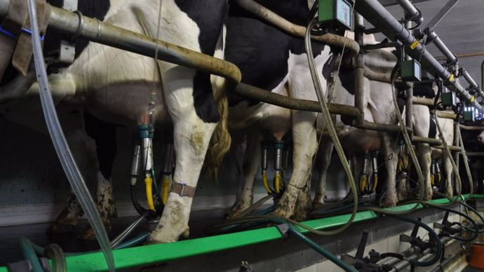 La CR et l'Apli dénoncent les baisses de prix du lait payés aux producteurs opérées par les laiteries.