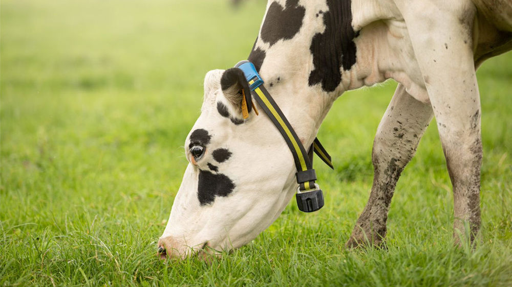 Collier de monitoring