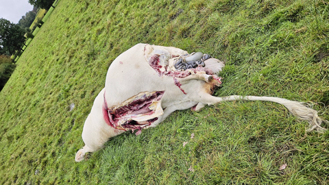 Attaque vache charolaise