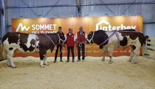 Salomon et Royale les deux champions de la race Rouge des prés Salomon et Royale les deux champions de la race Rouge des prés