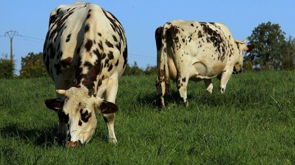 Vaches normandes au pâturage