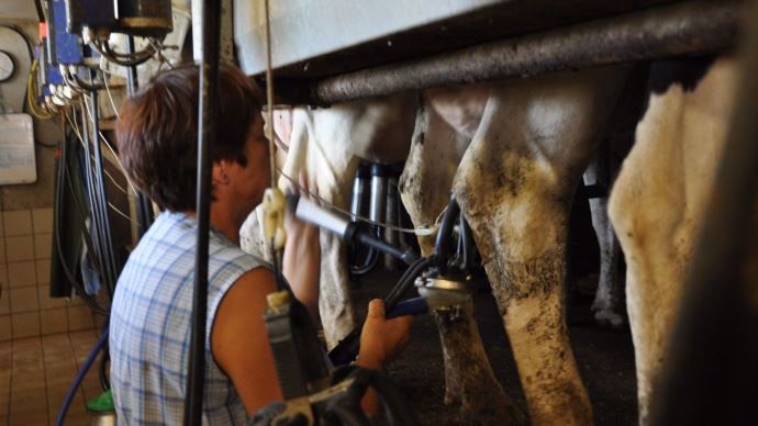 Elimination des premiers jets, lavage, essuyage et branchement par groupes de trois vaches, semble être une des méthodes les plus efficaces pour un seul trayeur.