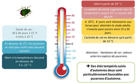 Influence des températures sur les pucerons