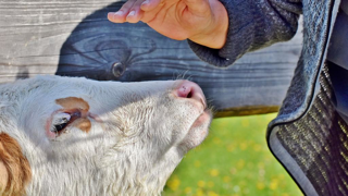 Seul un projet de loi relatif au transport des animaux sera présenté en décembre. Seul un projet de loi relatif au transport des animaux sera présenté en décembre.