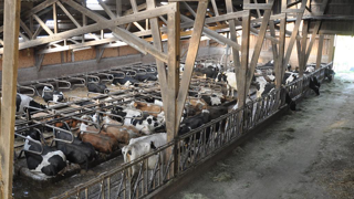 Un tiers des éleveurs de vaches laitières ont un cheptel de moins de 49 vaches. Un tiers des éleveurs de vaches laitières ont un cheptel de moins de 49 vaches.