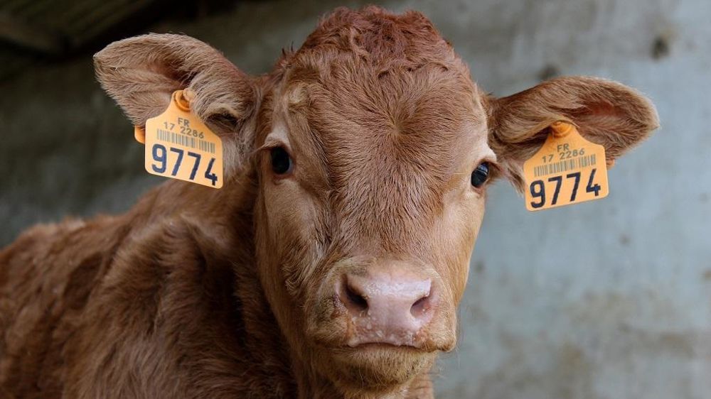 Veau limousin Veau limousin