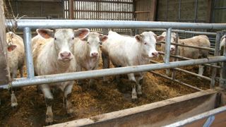 Depuis fin septembre, l'apparition de la MHE perturbe l'export de broutards depuis le sud-ouest de la France