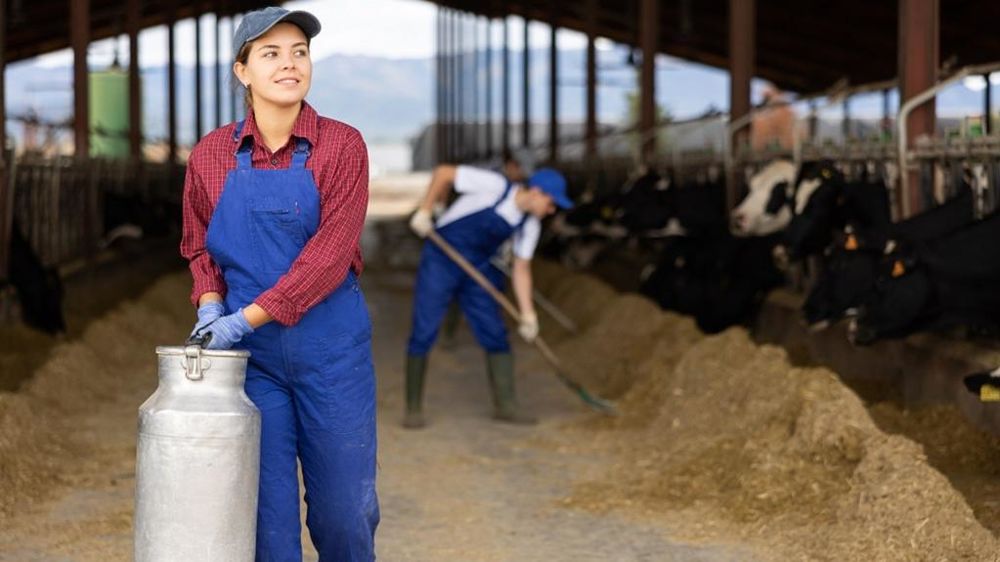 jeune éleveuse et éleveur de vaches laitières jeune éleveuse et éleveur de vaches laitières