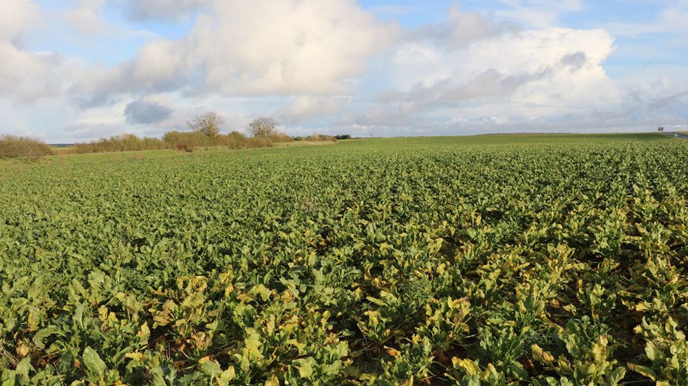 Le conseil coopératif de Tereos a décidé de ne pas réaliser de campagne de betterave biologique l'année prochaine (campagne 2024/25).