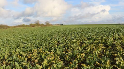 Le conseil coopératif de Tereos a décidé de ne pas réaliser de campagne de betterave biologique l'année prochaine (campagne 2024/25).