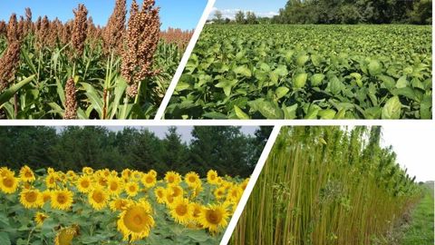 Parmi les cultures étudiées, soja, sorgho, tournesol, chanvre et pois chiche ont fait l'objet d'un travail plus approfondi sur les freins et leviers à leur développement dans l'Hexagone.