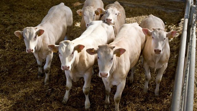 Mycoplasma bovis