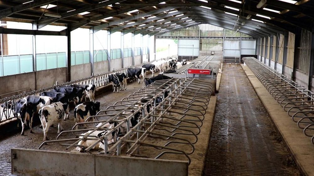 Vaches laitières en bâtiment