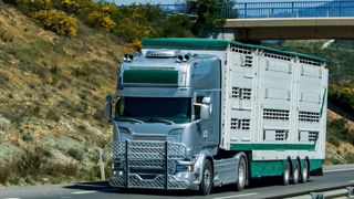 La Commission européenne veut encadrer le temps de transport des animaux. La Commission européenne veut encadrer le temps de transport des animaux.