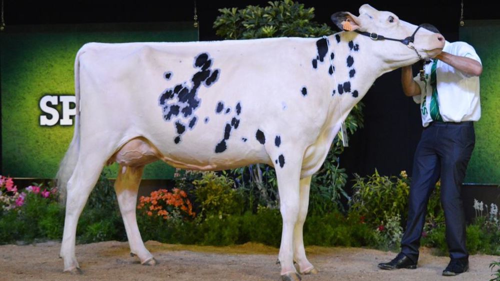 Vache prim holstein