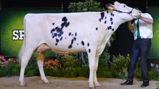 Les taureaux prim'holstein pourraient bientôt proposer un index génétique environnemental.
