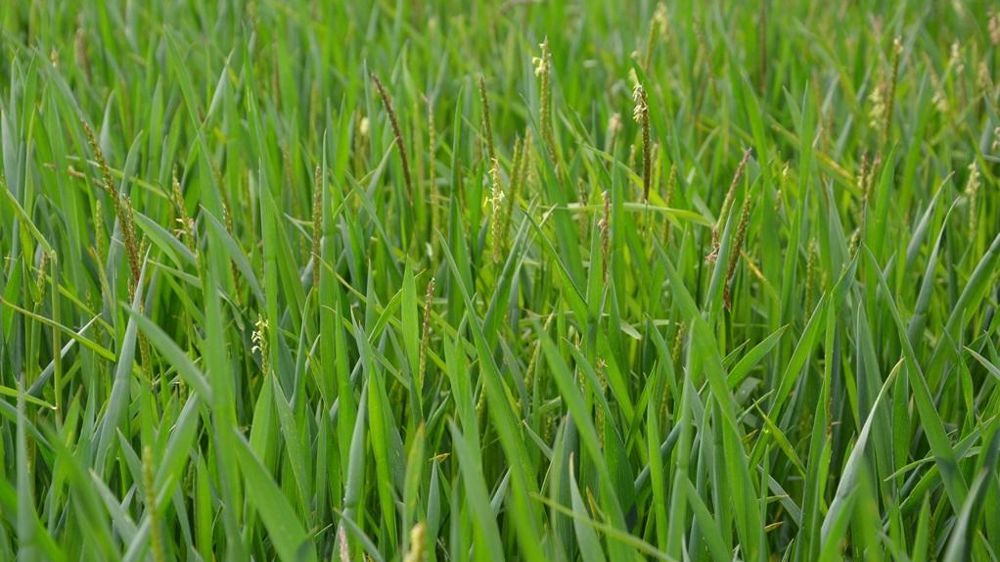 Vulpin dans un champ de blé