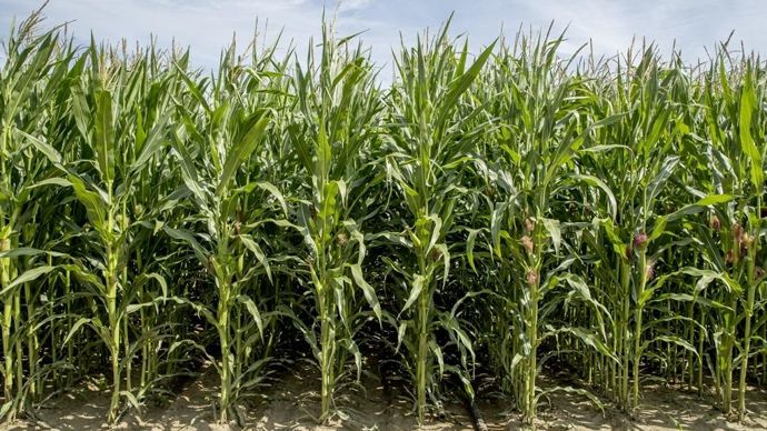 Les variétés HDi sont caractérisées par « une digestibilité des fibres en moyenne supérieure de 2 points aux témoins du marché, rappelle Benoît Delord, chef de marché nutrition animale LG.