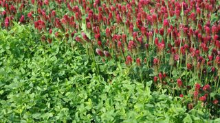 Les légumineuses offrent des rendements similaires au RGI épi à 20 cm : 4 à 6 tonnes de matières sèches à l'hectare.